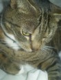 /album/mijn-huisdiertjes/img760640229-kopie-kopie-kopie-jpeg/